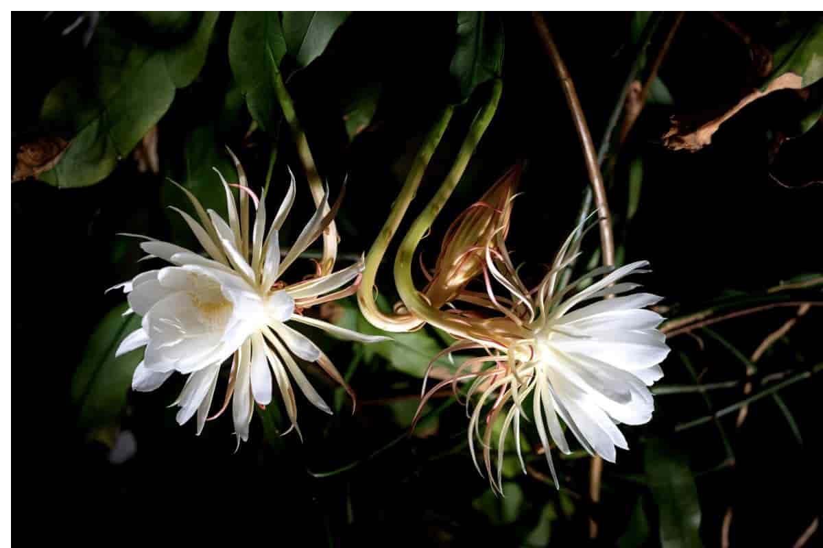 Night-blooming Flowers