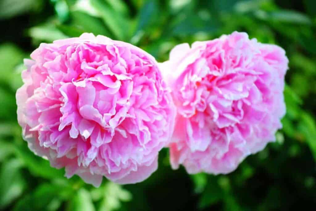 Peonies for Permanence