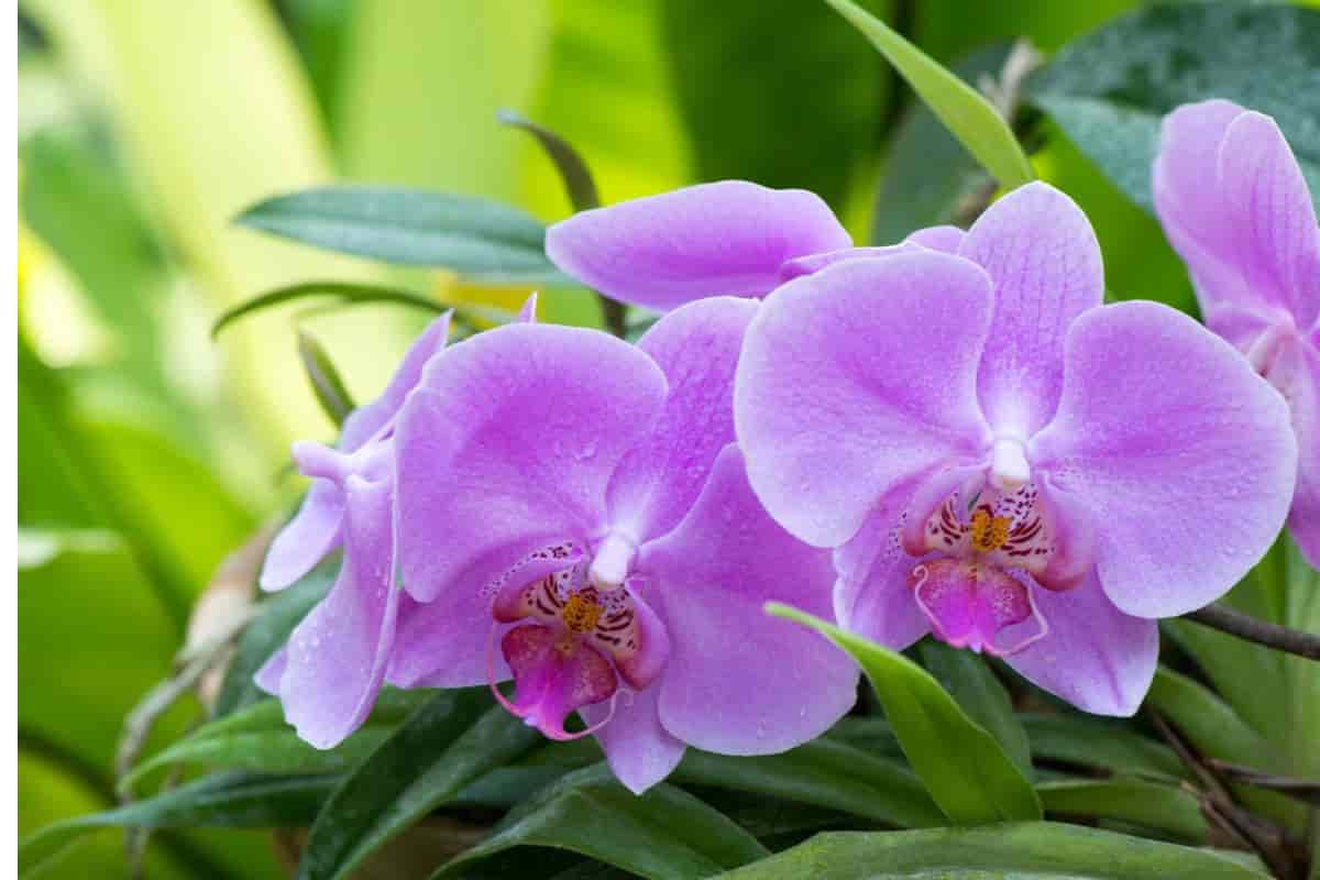 Growing Orchids