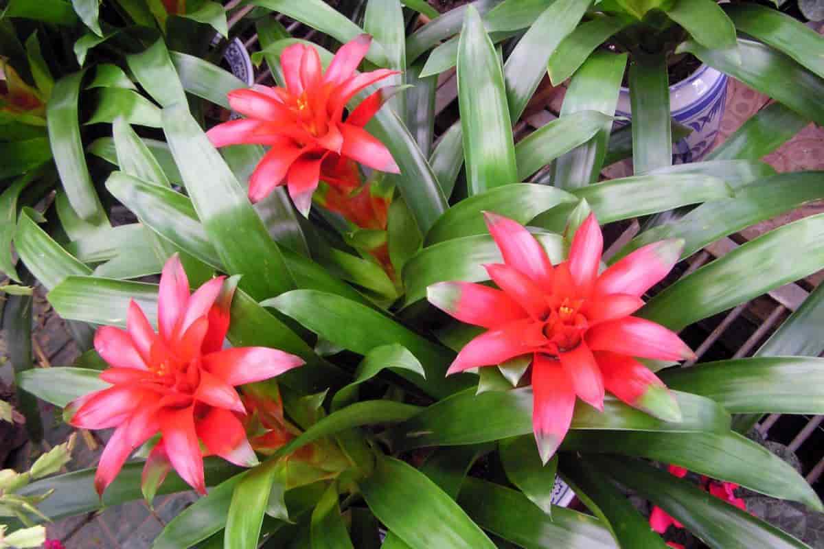 Modern Bromeliads