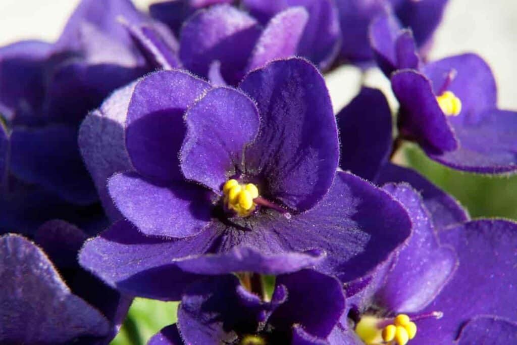 African Violet