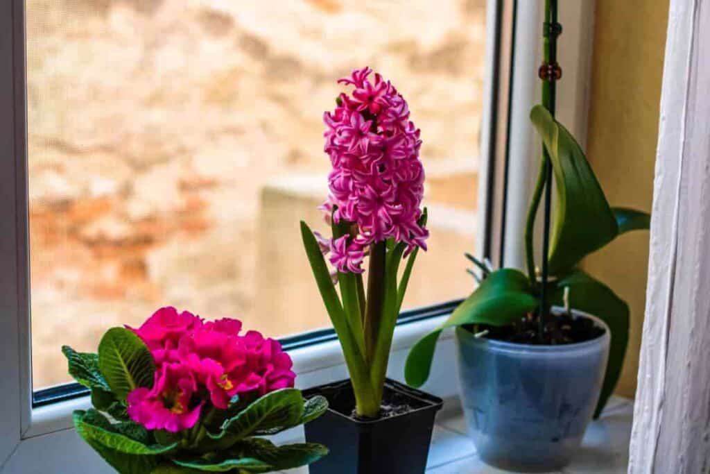 Winter Bulbs