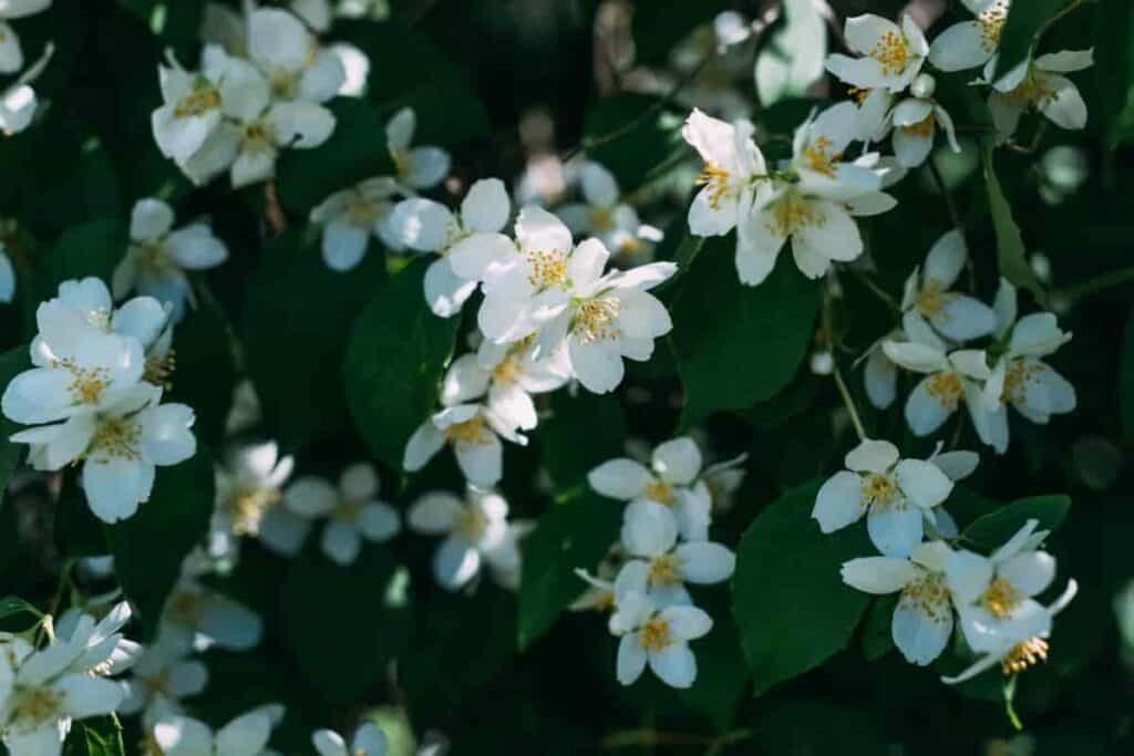 Careless Garden