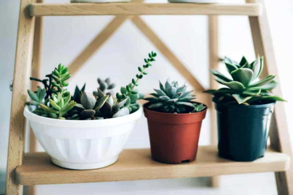 Growing Cacti and Succulents