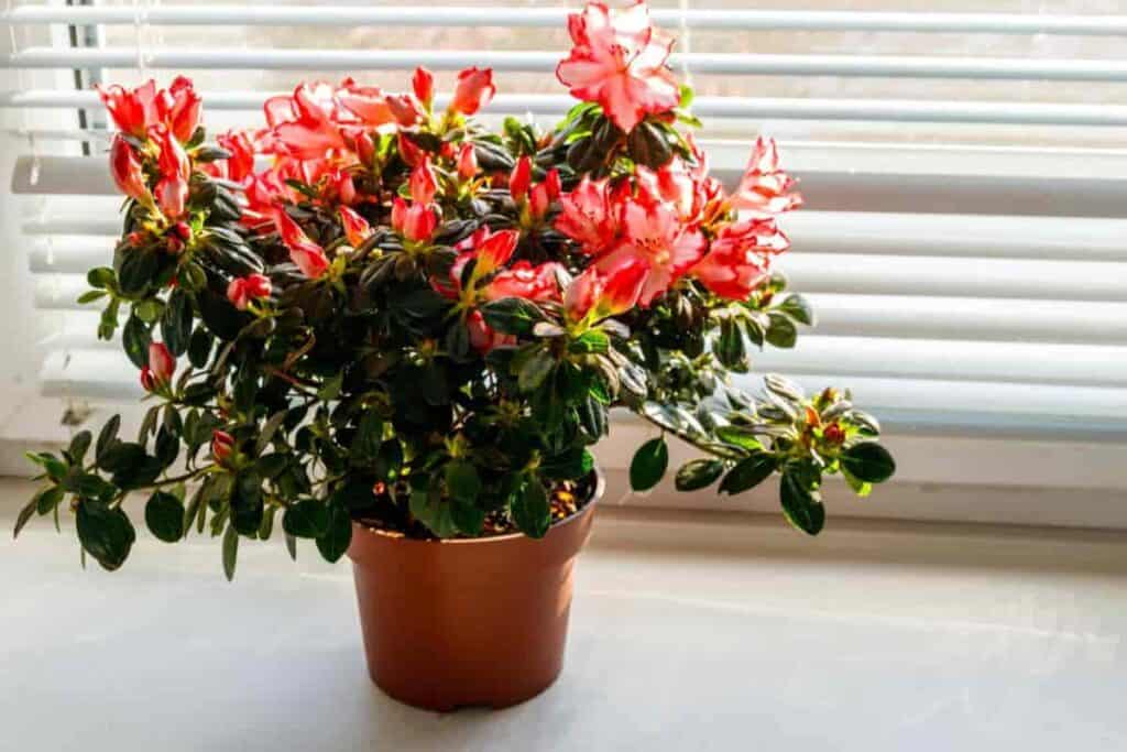 Christmas Gift Plant