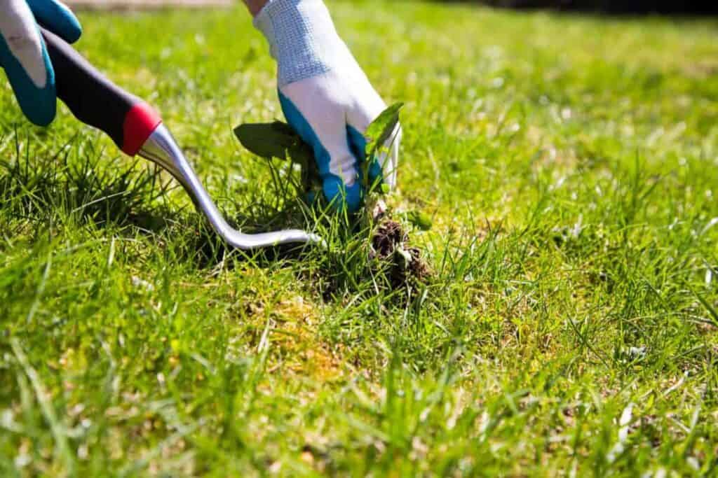 Lawn Care