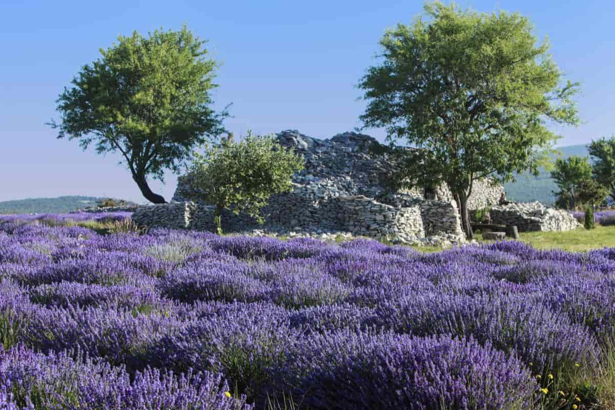 Lavender