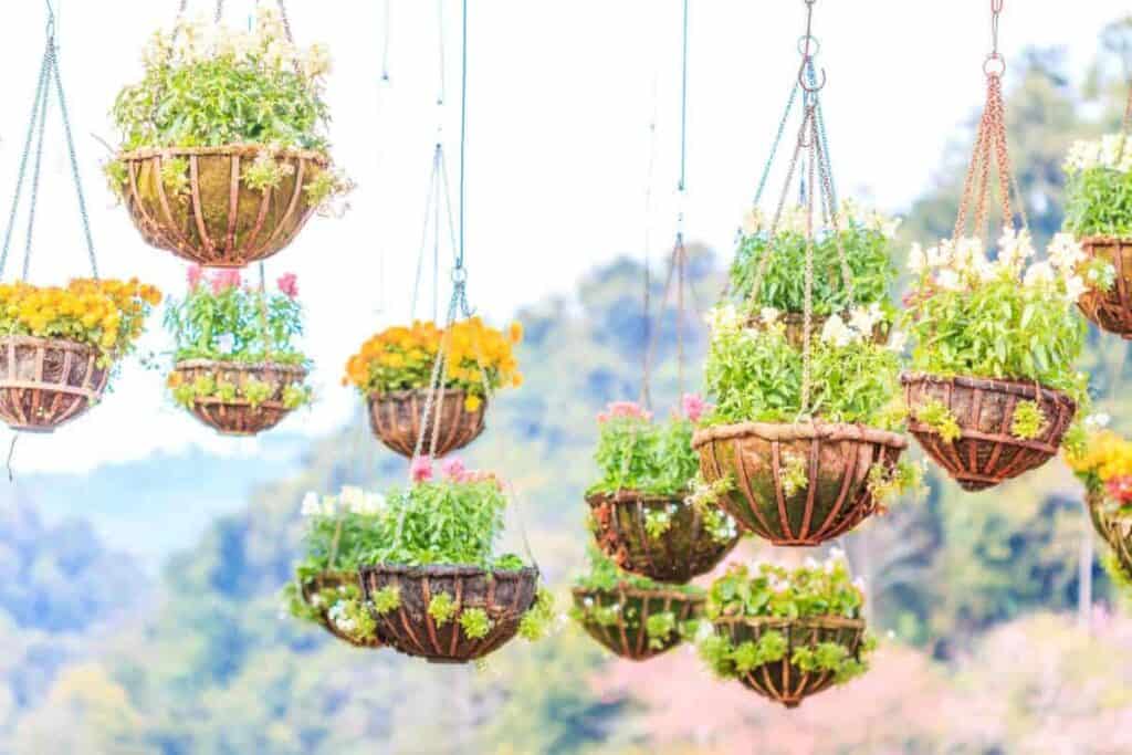 Hanging Baskets