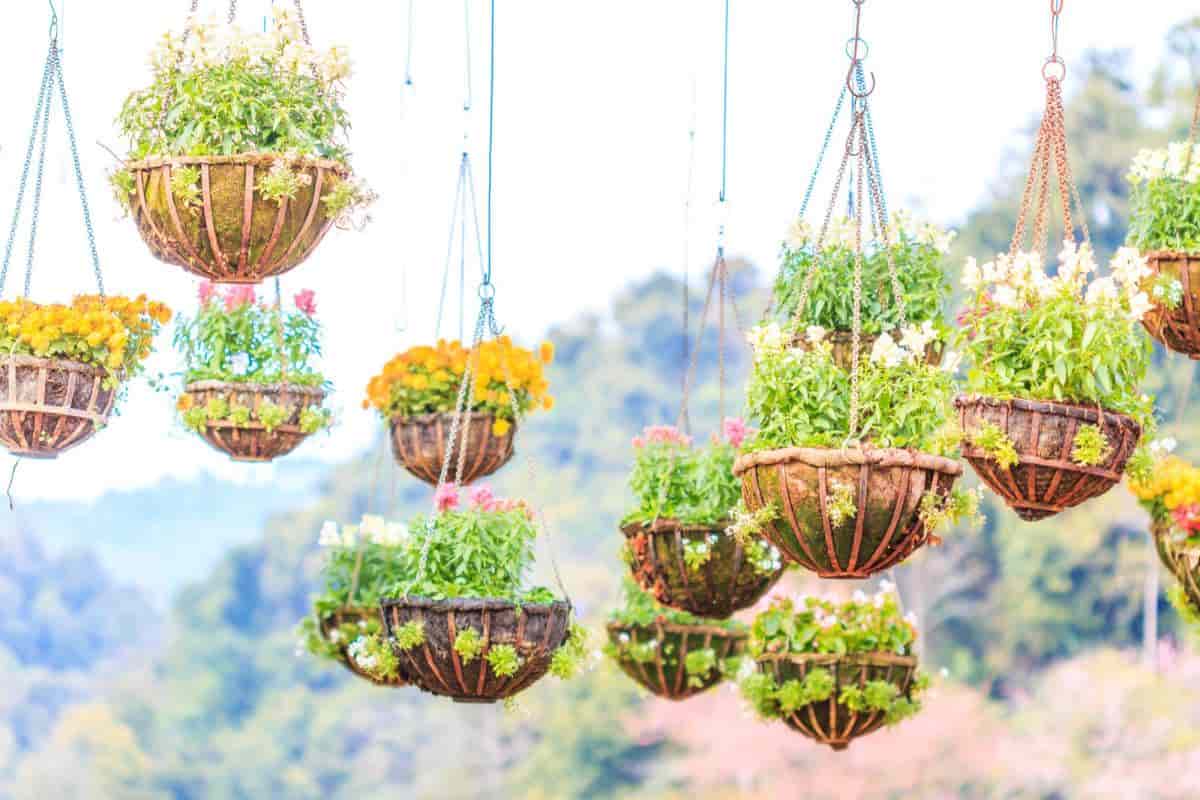 Hanging Baskets