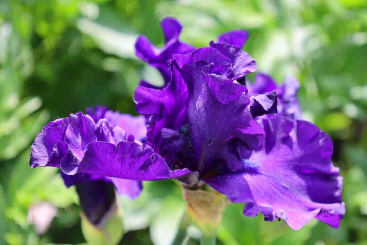 Remarkable Iris