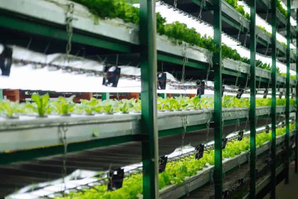 Fluorescent Lights in Greenhouse