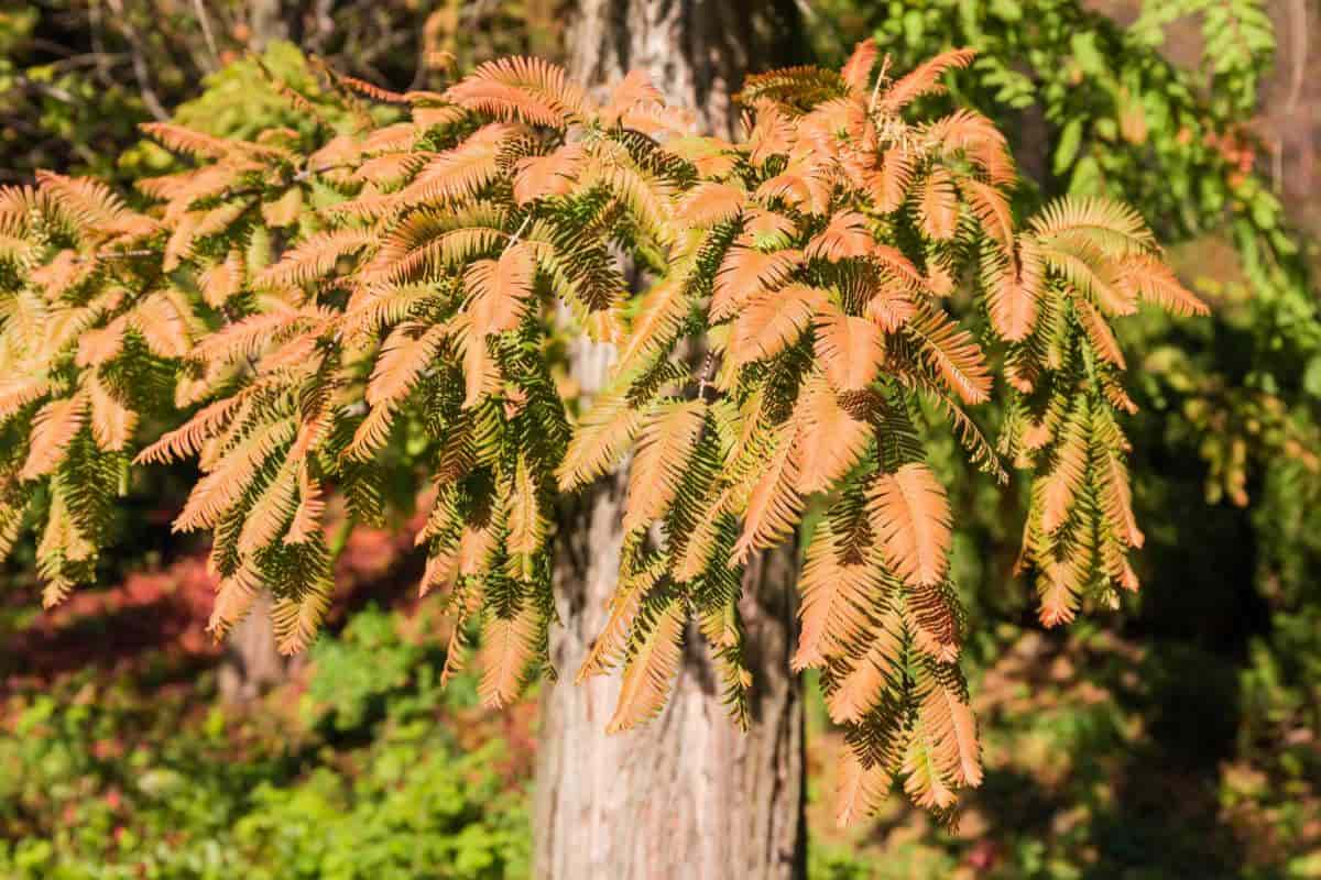 The Dawn Redwood