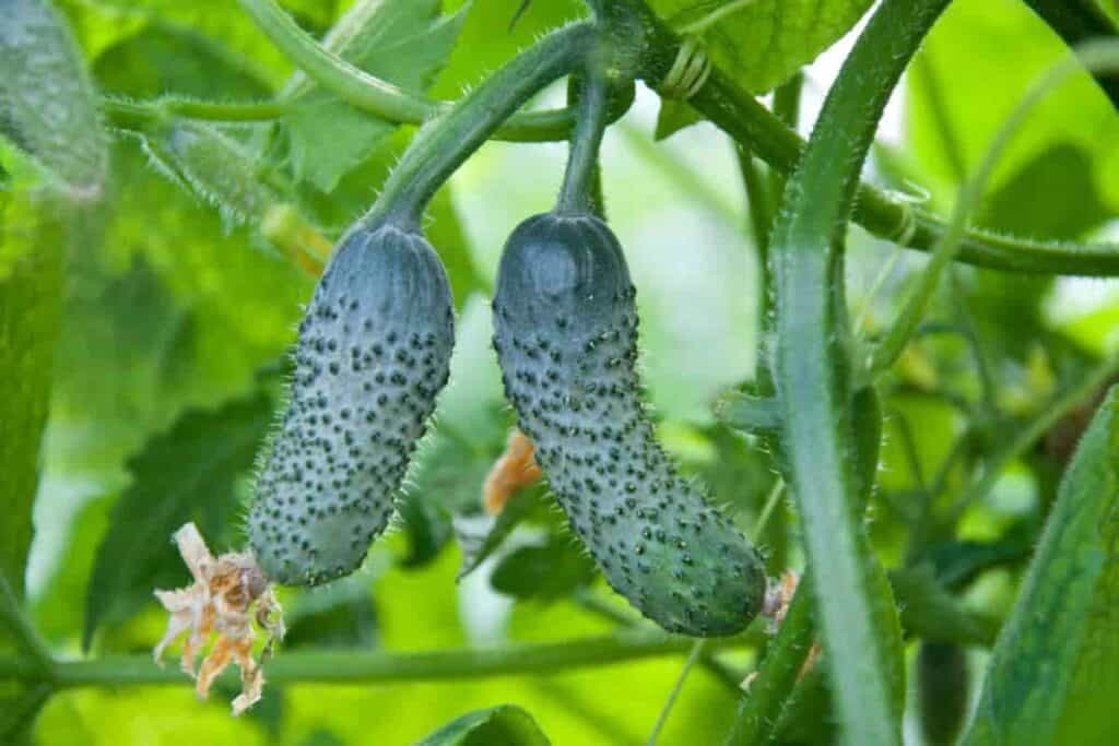 Planting Cucumber