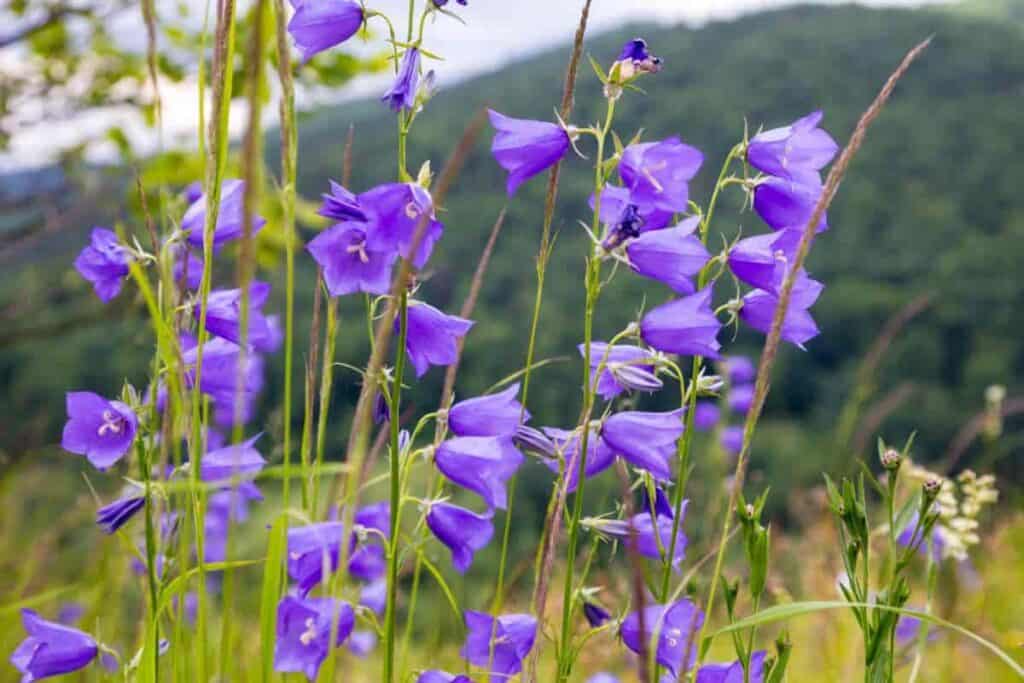 north color midsummer garden