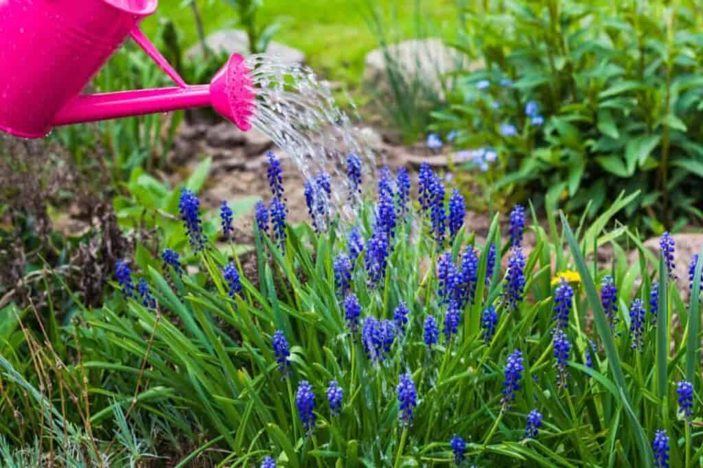 Watering Summer Gardens