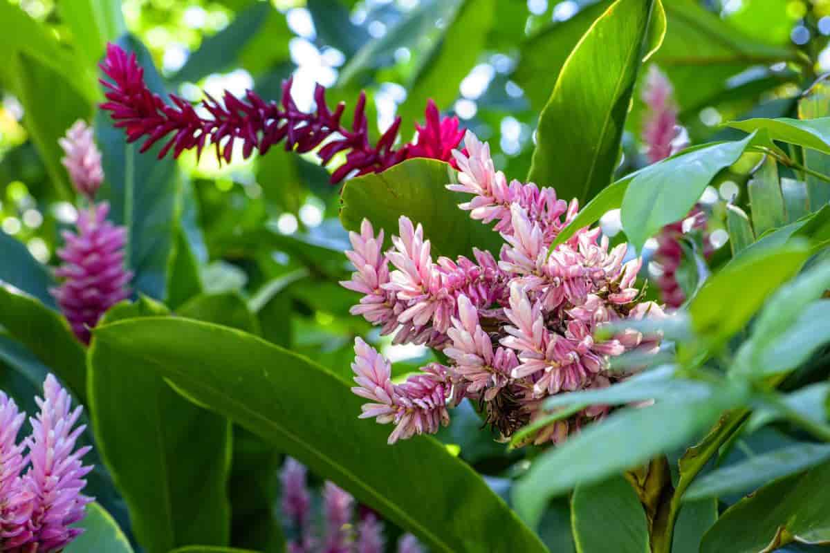 easy perennials for every gardener