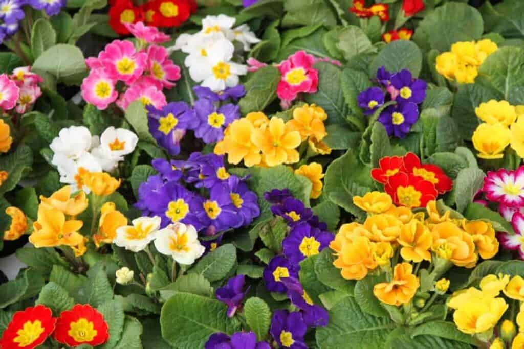 Planting Primroses