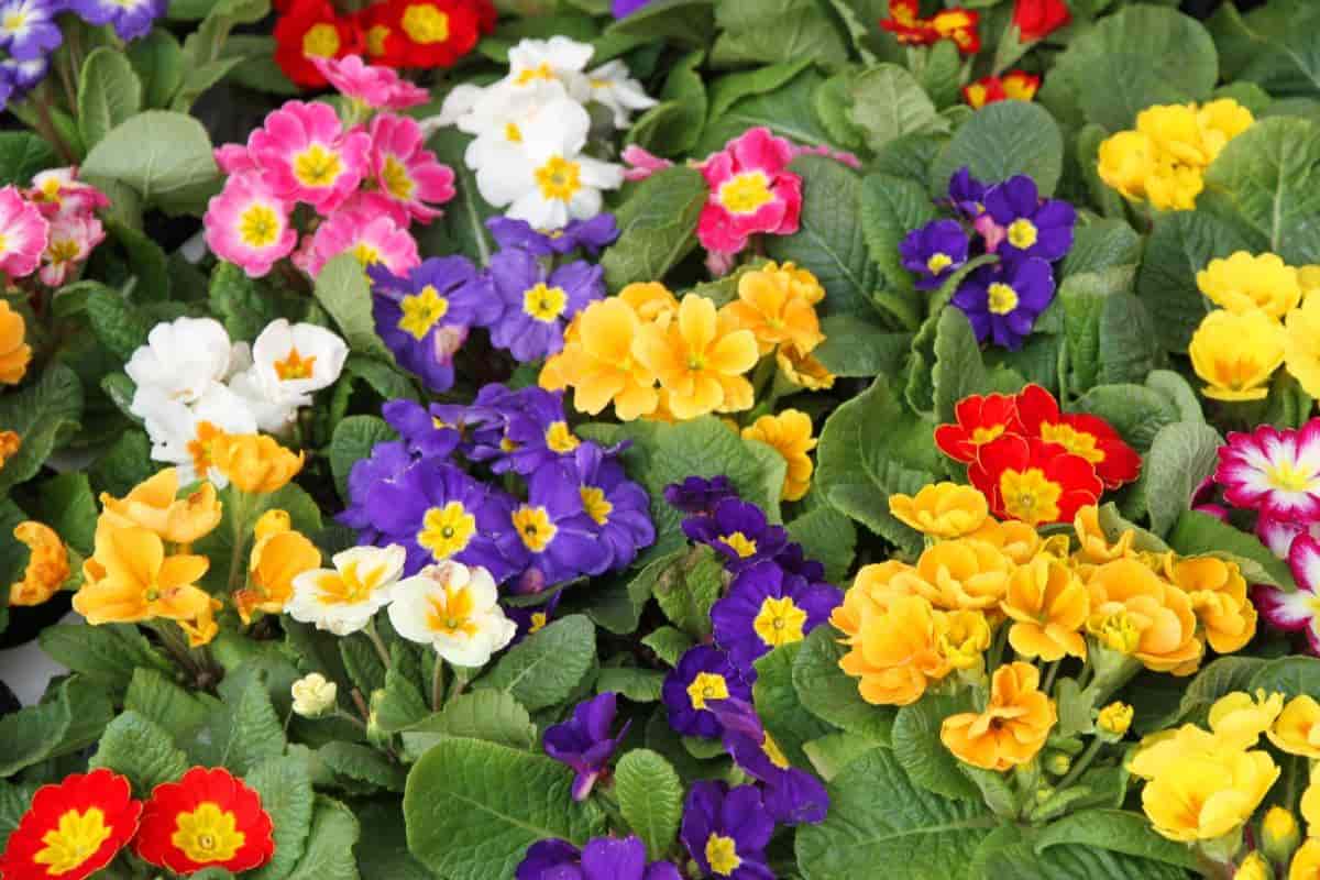 Planting Primroses
