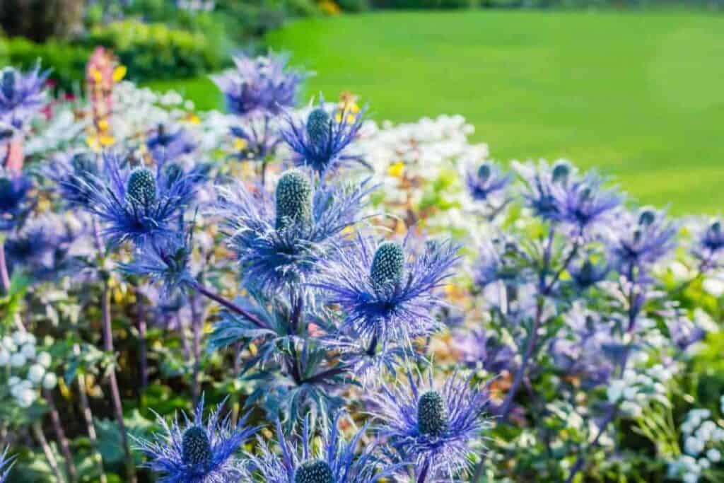 annuals biennials perennials words mean