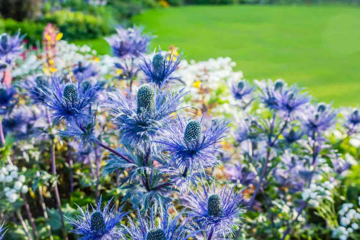 annuals biennials perennials words mean