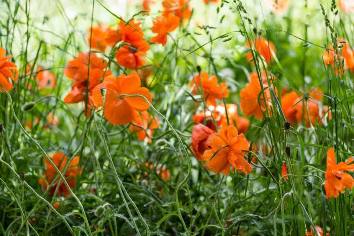Oriental Poppies
