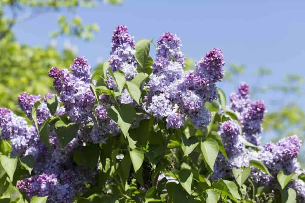 Flowering Lilc Tree