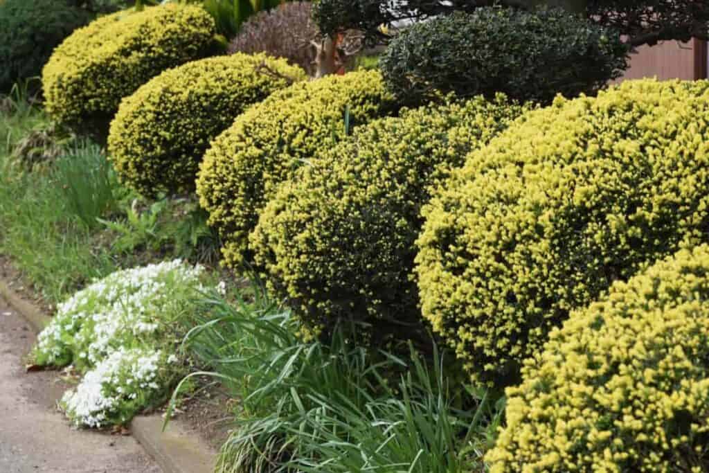 Low-growing Shrubs