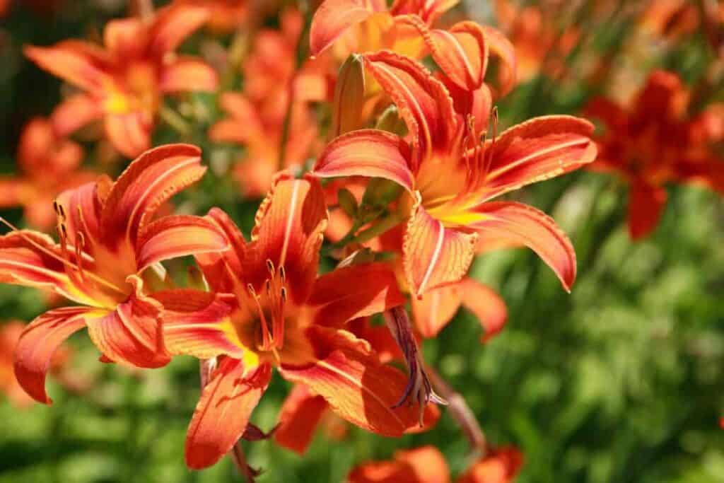 Lilies