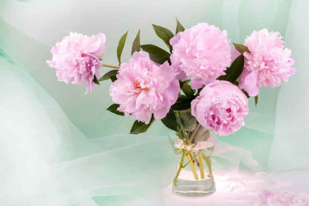 vase of blooming Peonies