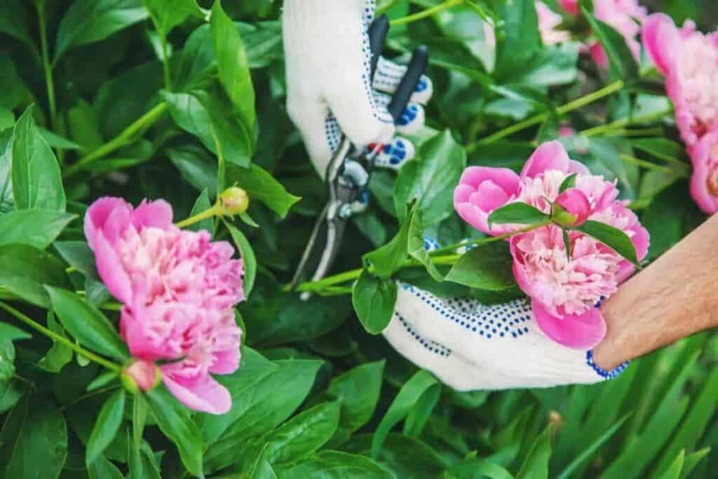 Peony Care