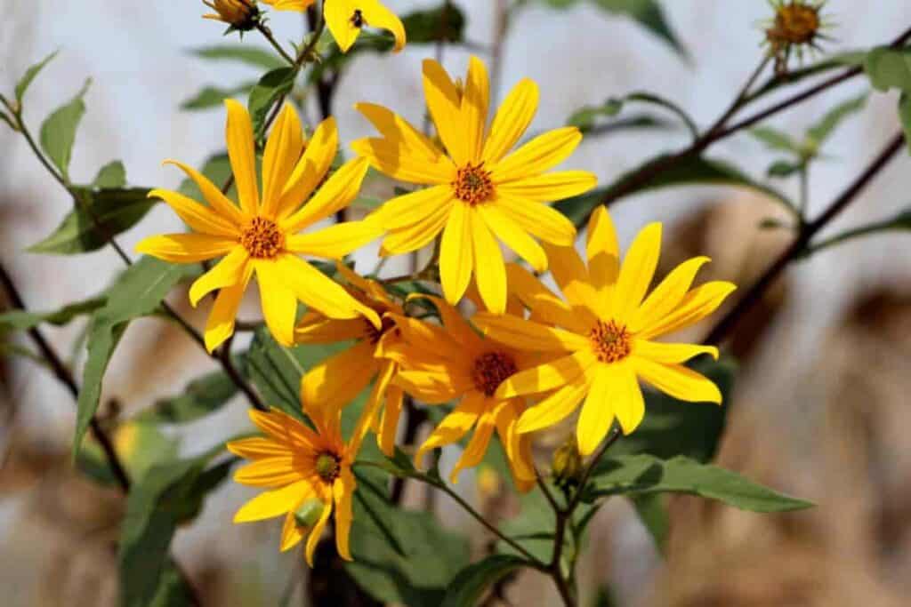 Jerusalem Artichoke