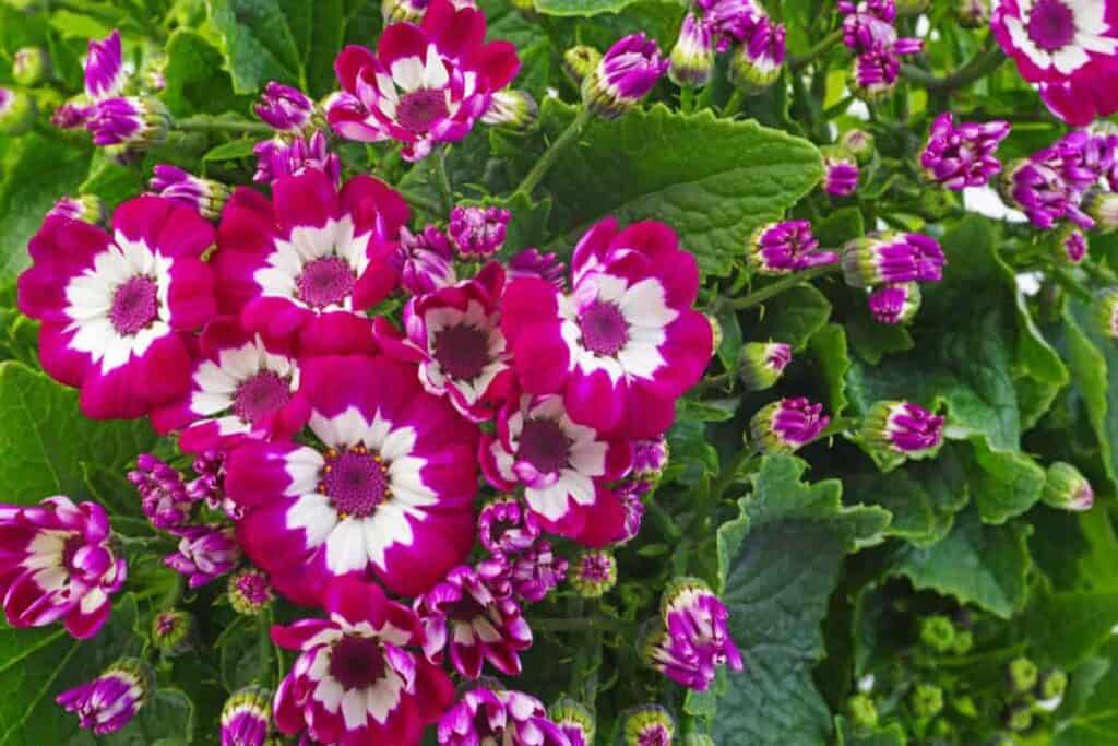Growing Cinerarias