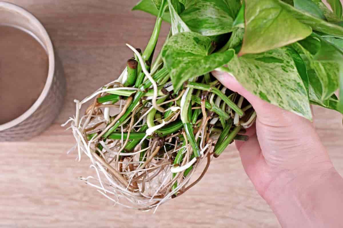 Root Cuttings