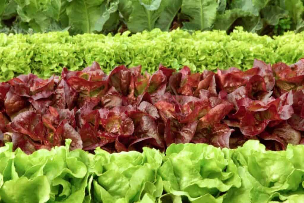 Lettuce Patch