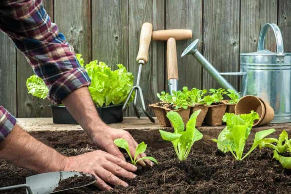 dont crowd vegetable seeds