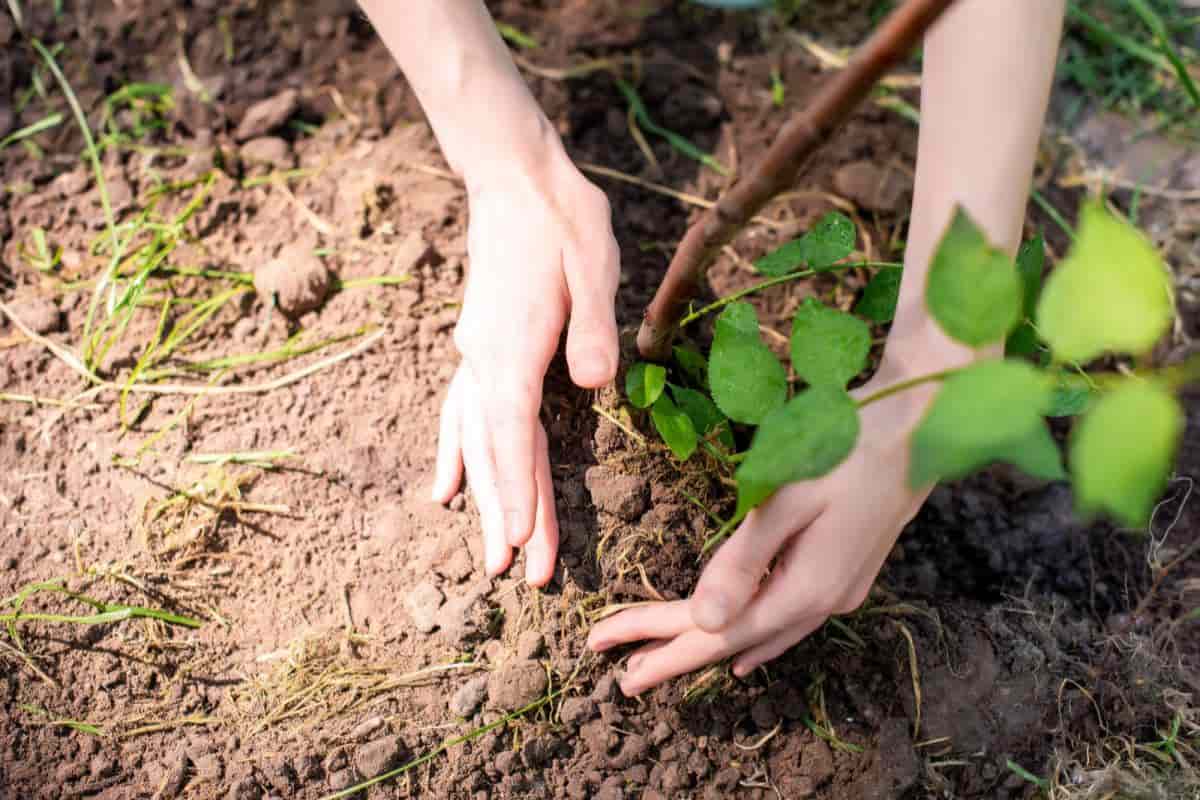 Soil Testing