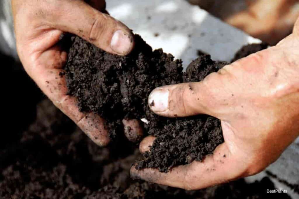 Digging Soil