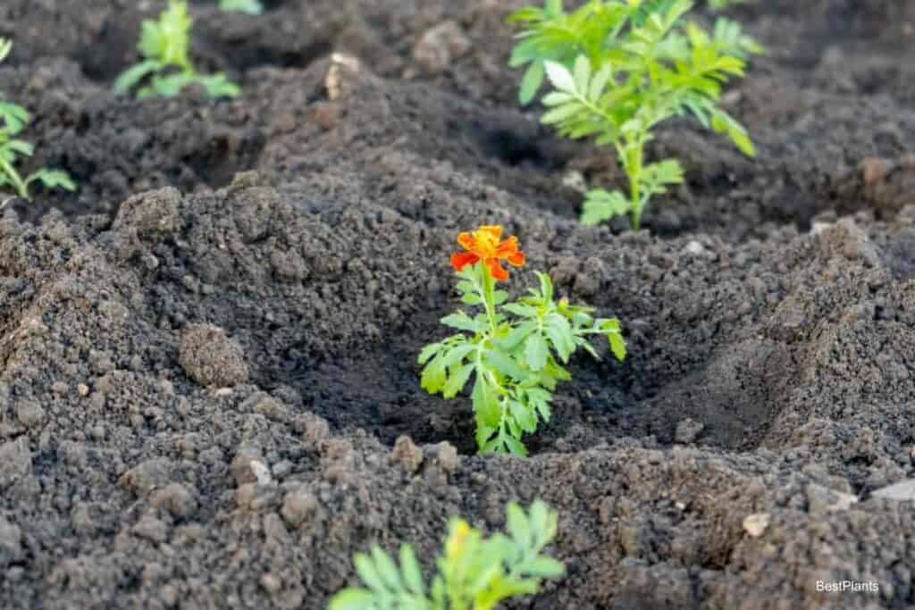 Spacing Annuals in Gardening