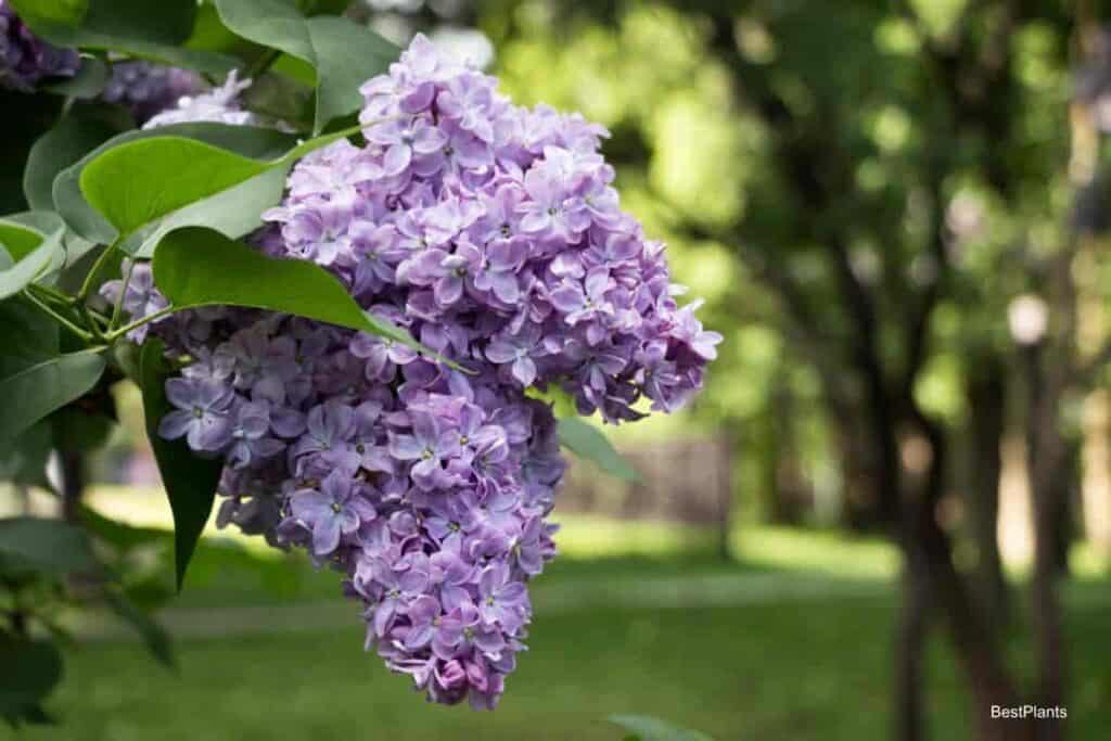 Blooming tree lilac