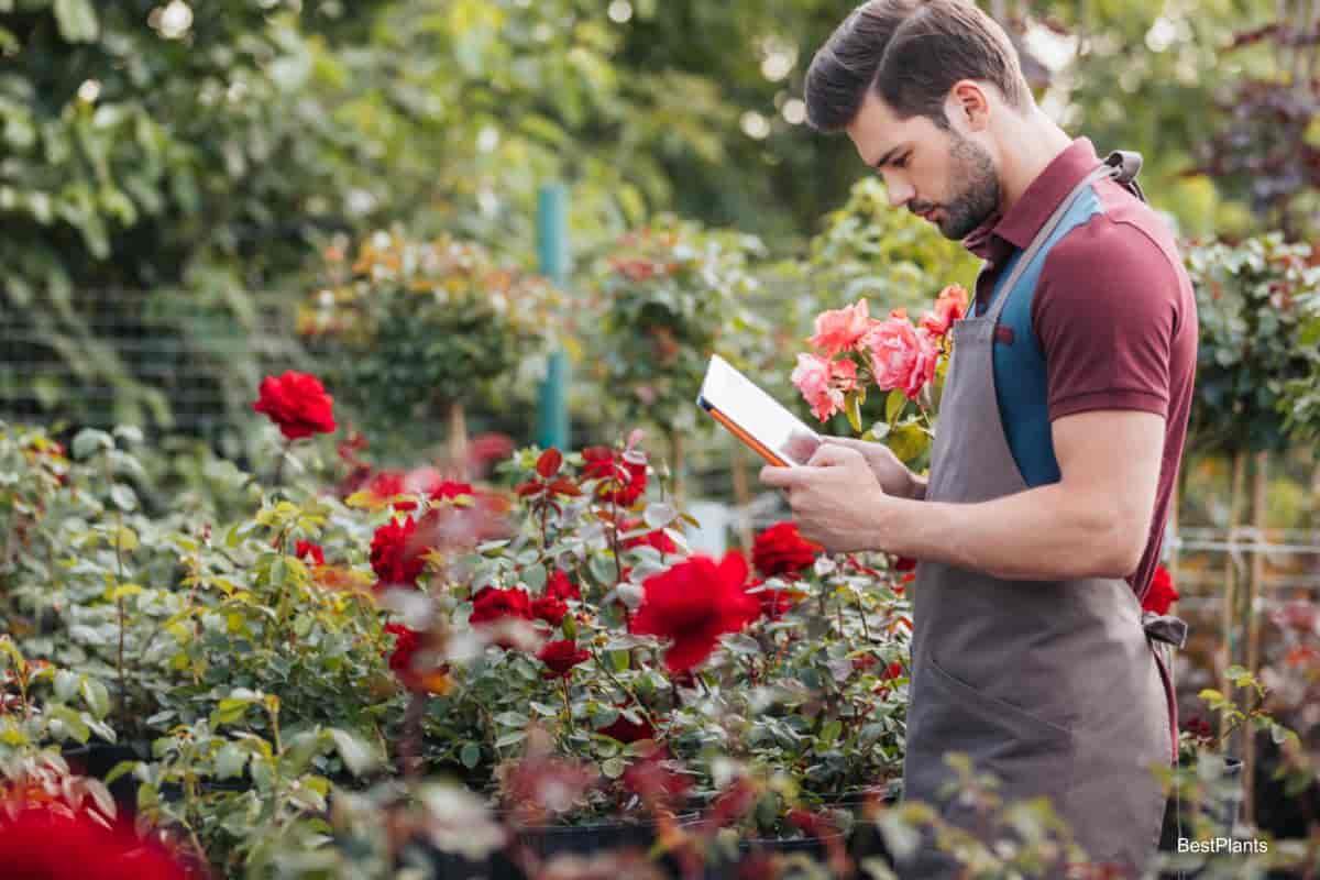 Growing Roses