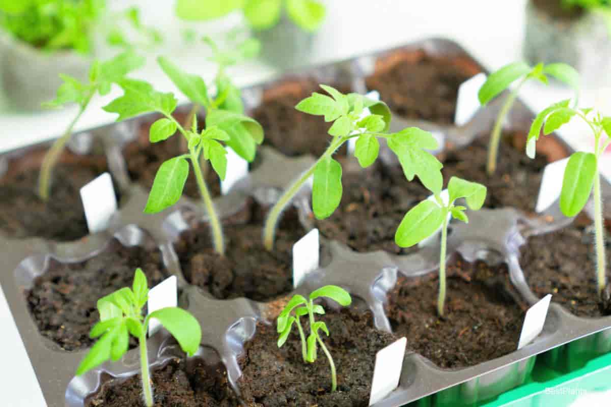 Labelling Plants