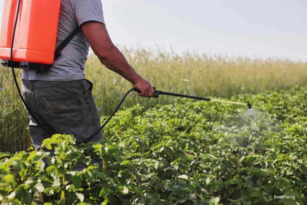 Fungicides For Garden