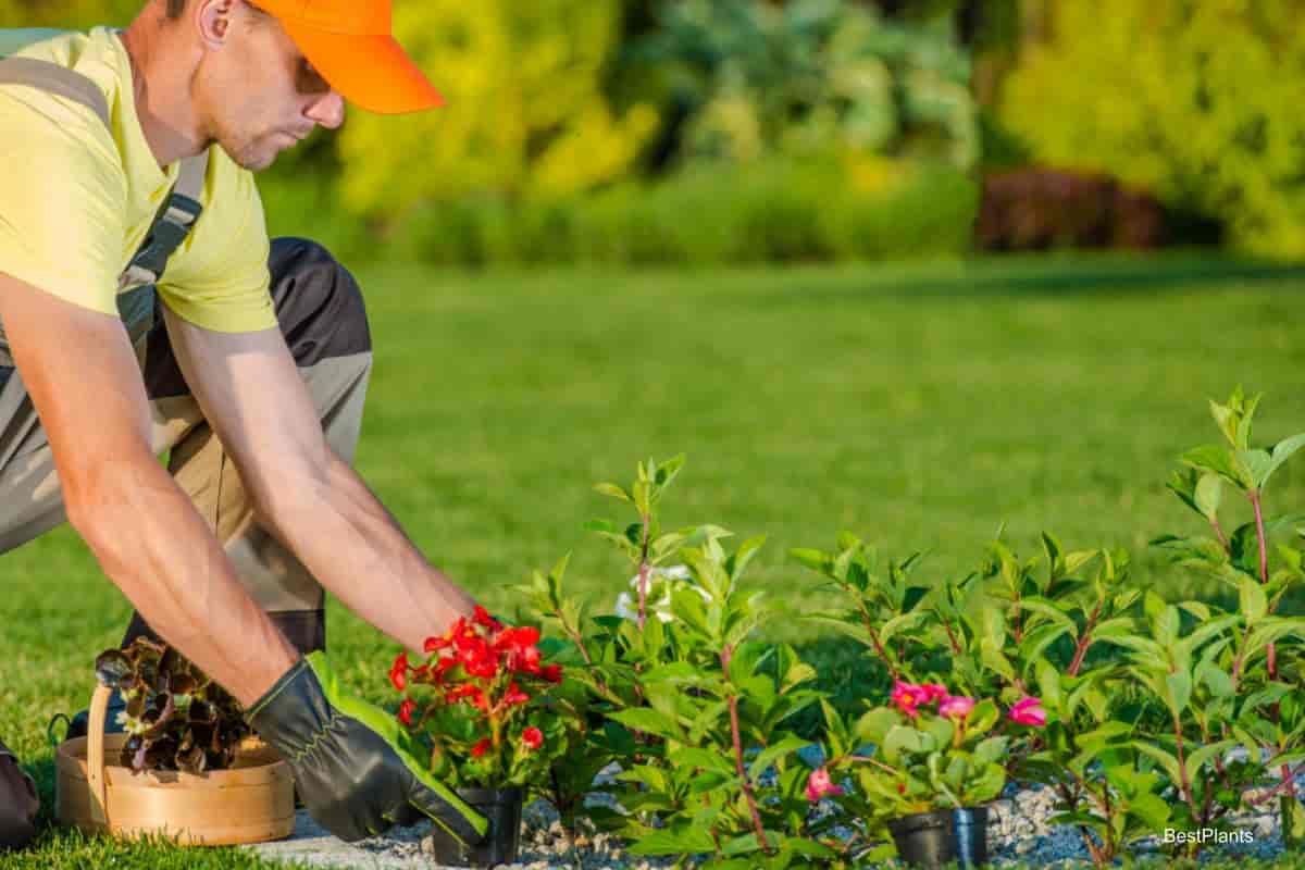 professional landscaping