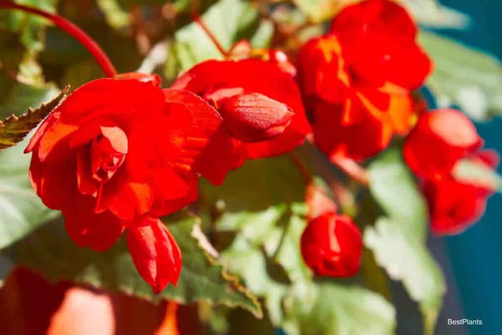 tuberous begonias