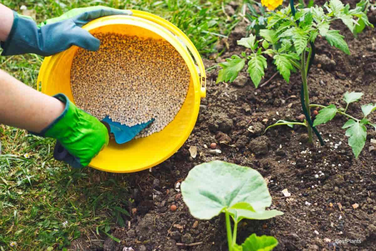 vegetables fertilizer
