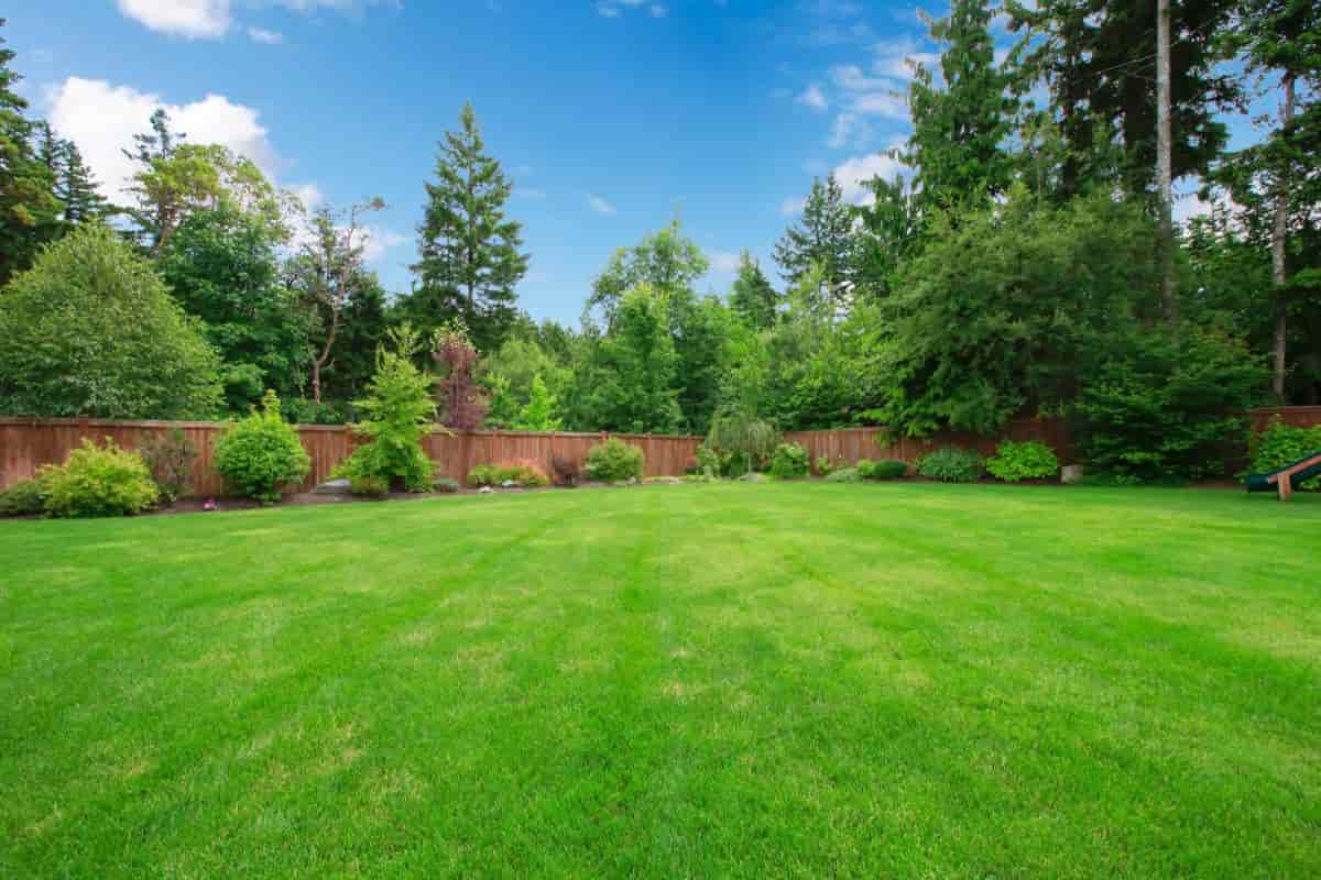 Making Lawn