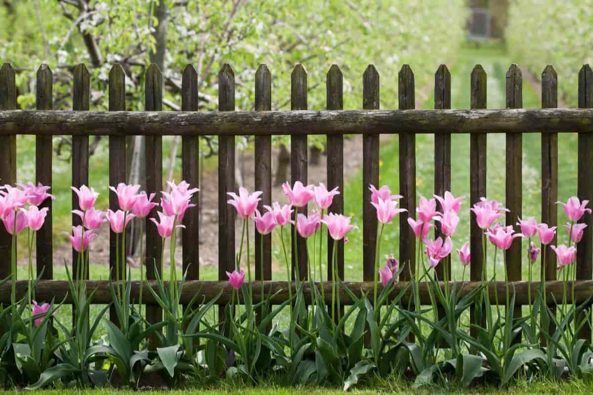 Garden Fence