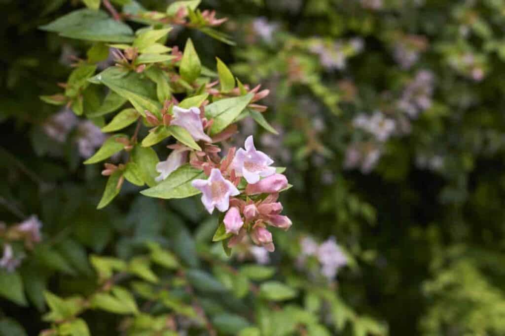 Southwest Broadleaf
