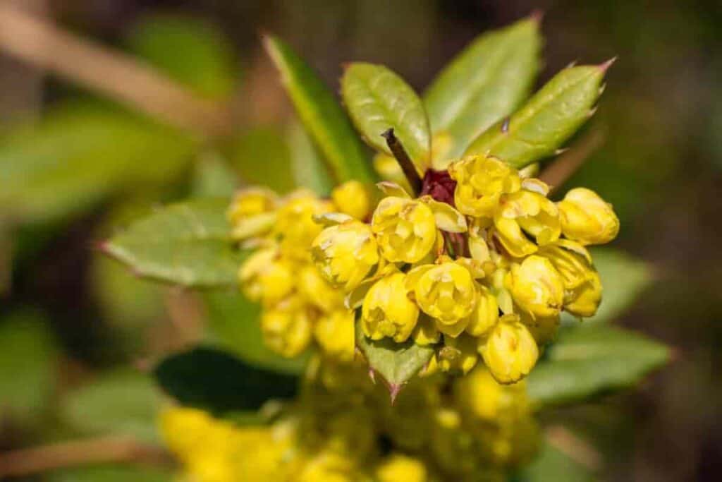 Heartland Broadleaf Evergreens