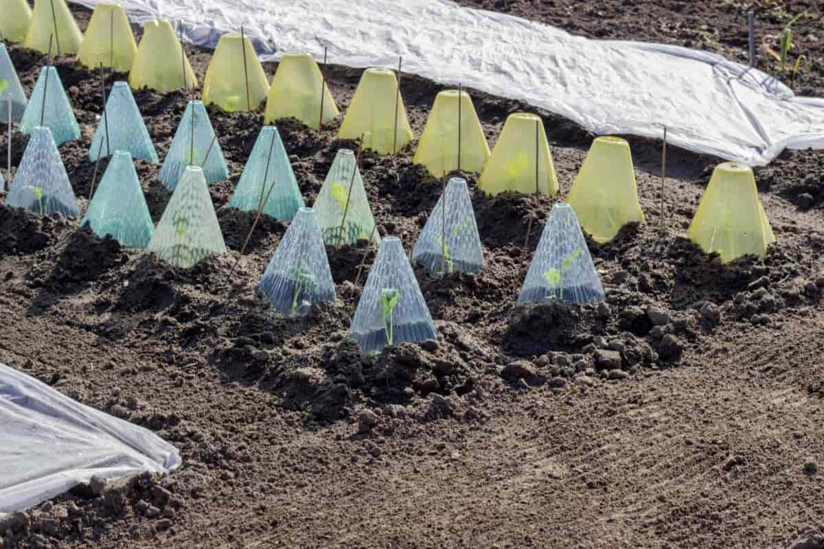 Umbrellas for Plants